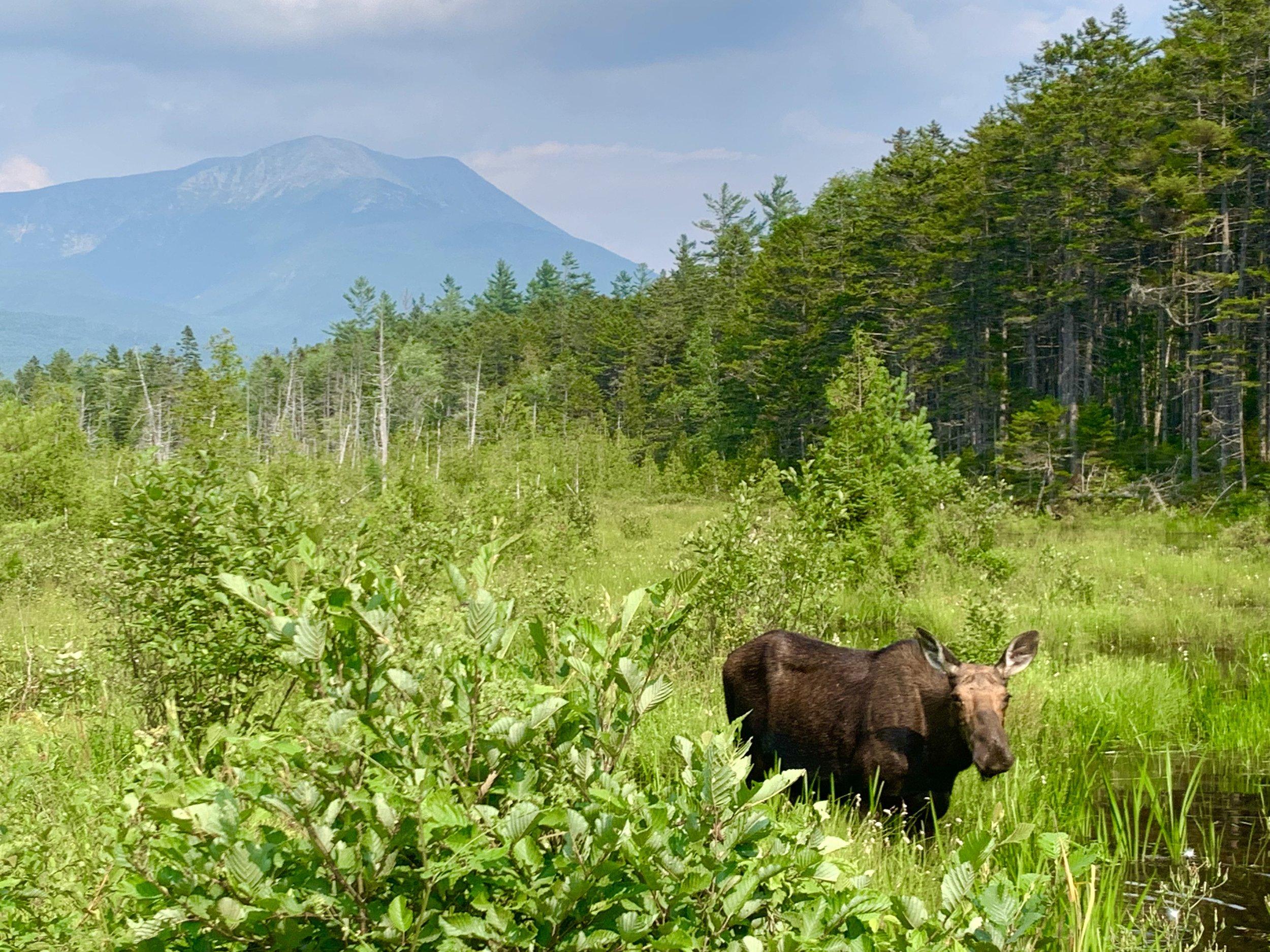 Baxter's Vision — Friends of Baxter State Park